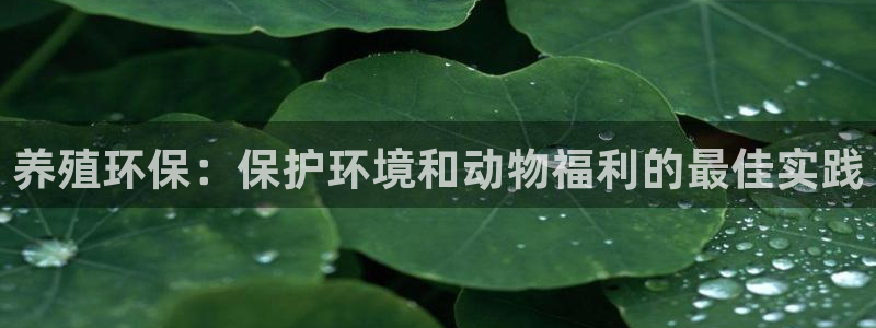jdb电子飞鸟派对最火的一句